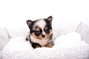 Nataly Blue Merle Blue Eyes Girl