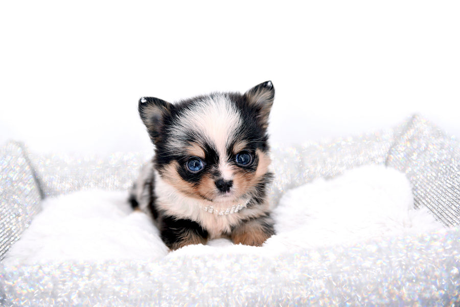 Nataly Blue Merle Blue Eyes Girl