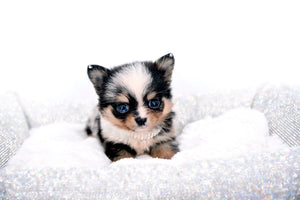 Nataly Blue Merle Blue Eyes Girl