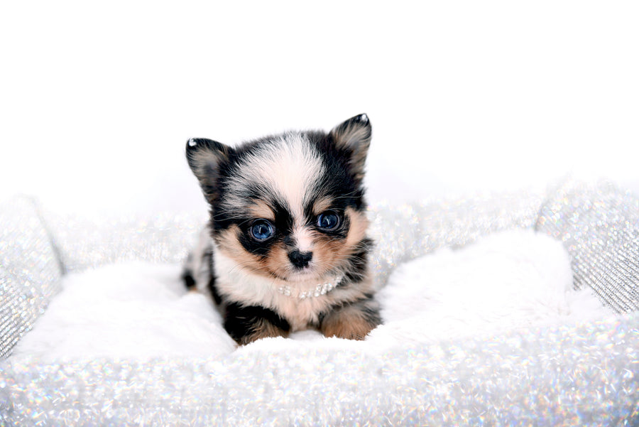Nataly Blue Merle Blue Eyes Girl