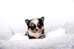 Nataly Blue Merle Blue Eyes Girl