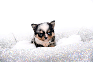 Nataly Blue Merle Blue Eyes Girl