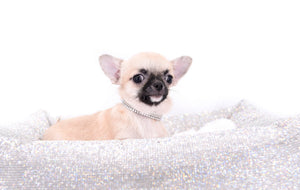 Milan West  Teacup SC Blue Fawn Boy
