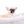 Milan West Teacup SC Blue Fawn Boy