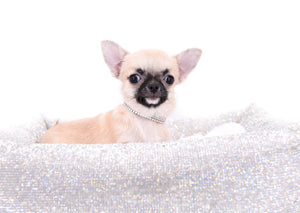 Milan West  Teacup SC Blue Fawn Boy