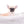 Milan West Teacup SC Blue Fawn Boy