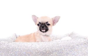 Milan West  Teacup SC Blue Fawn Boy