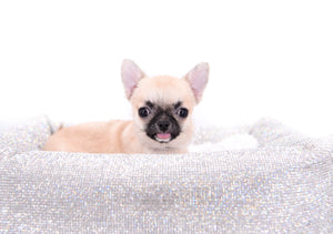 Milan West  Teacup SC Blue Fawn Boy