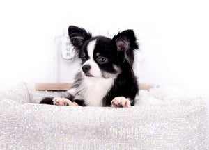 Pretty Lilo Teacup and loving boy.