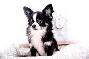 Pretty Lilo Teacup and loving boy.