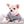 Suri Micro Teacup LC White Boy