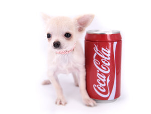 Suri Micro Teacup LC White Boy