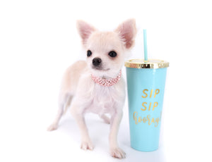 Suri Micro Teacup LC White Boy