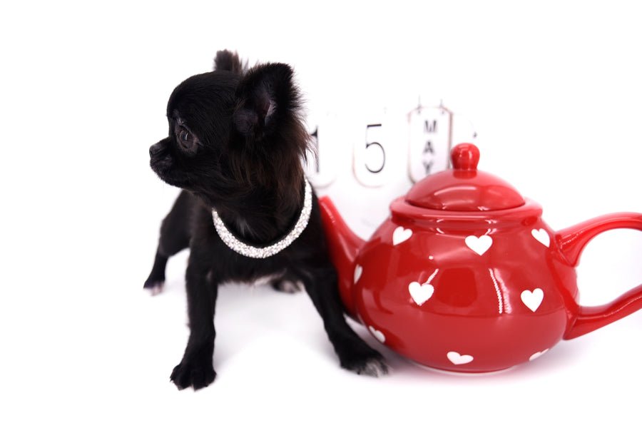 Konay LC Teacup Extreme short muzzle