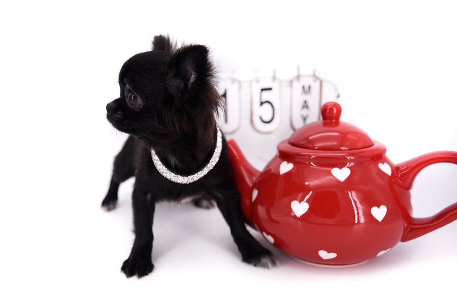 Konay LC Teacup Extreme short muzzle