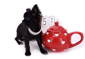 Konay LC Teacup Extreme short muzzle