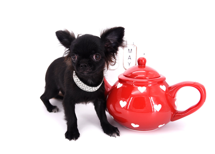 Konay LC Teacup Extreme short muzzle
