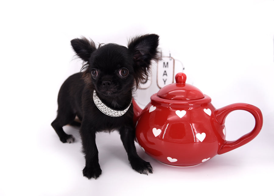 Konay LC Teacup Extreme short muzzle