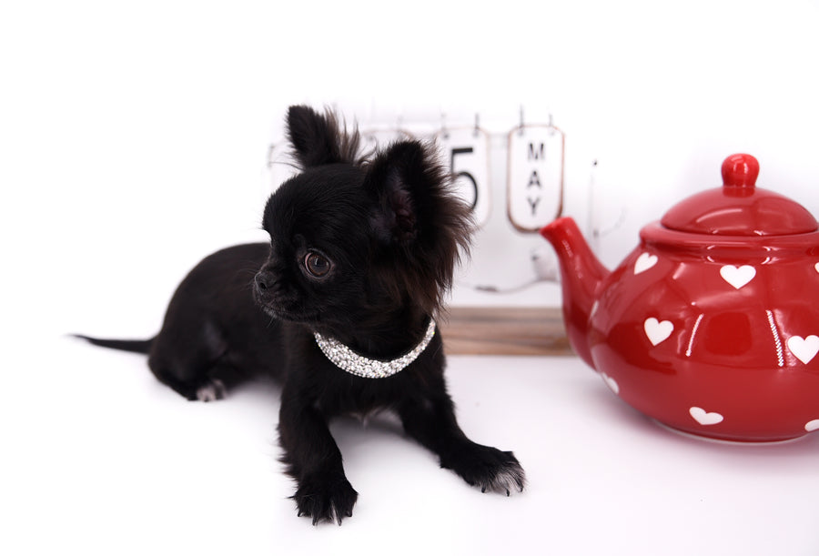 Konay LC Teacup Extreme short muzzle