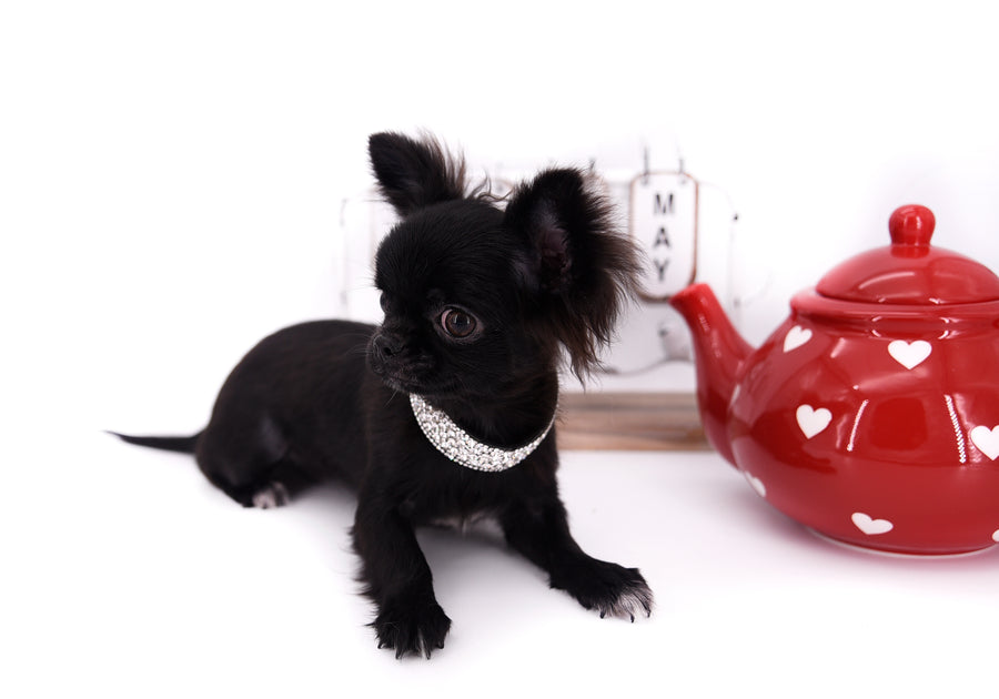 Konay LC Teacup Extreme short muzzle