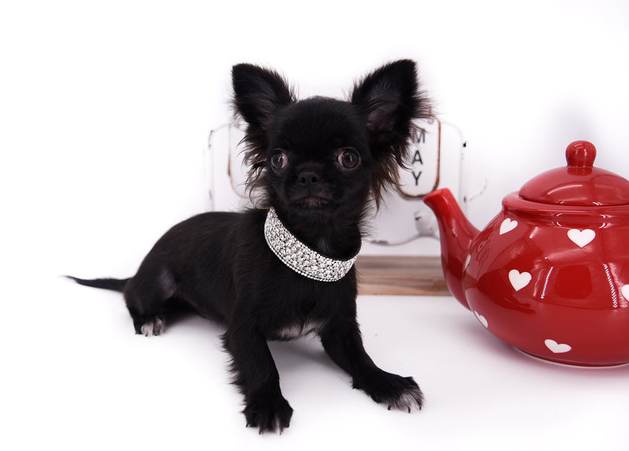 Konay LC Teacup Extreme short muzzle