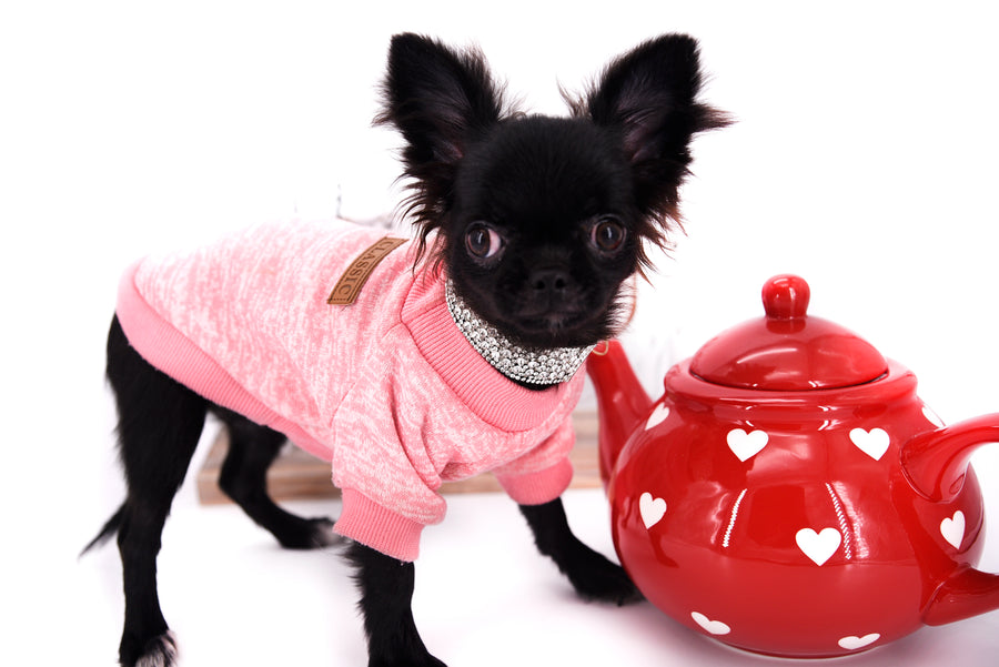 Konay LC Teacup Extreme short muzzle