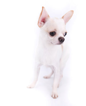 Catch me if you Can Boy