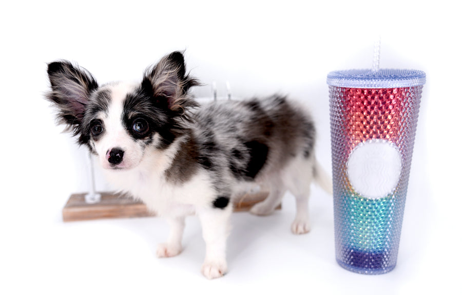 Marley Blue Merle LC Boy