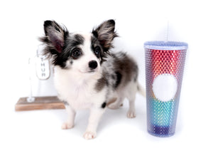 Marley Blue Merle LC Boy