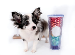 Marley Blue Merle LC Boy