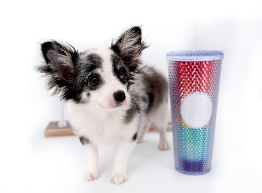 Marley Blue Merle LC Boy