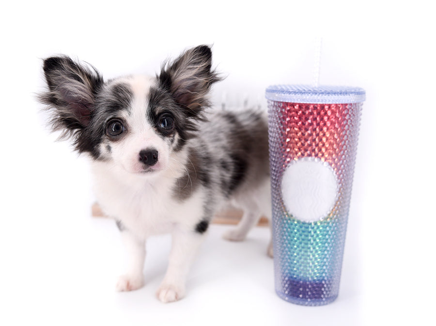 Marley Blue Merle LC Boy