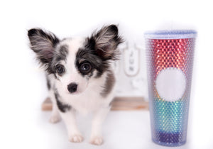 Marley Blue Merle LC Boy