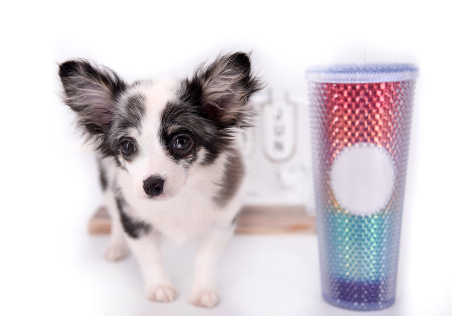 Marley Blue Merle LC Boy