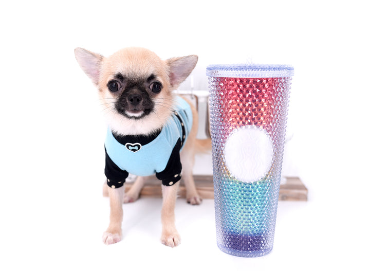 Milan West  Teacup SC Blue Fawn Boy