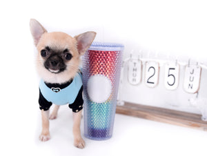 Milan West  Teacup SC Blue Fawn Boy