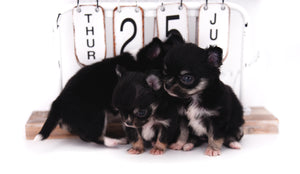 Micro Tricolor Camille