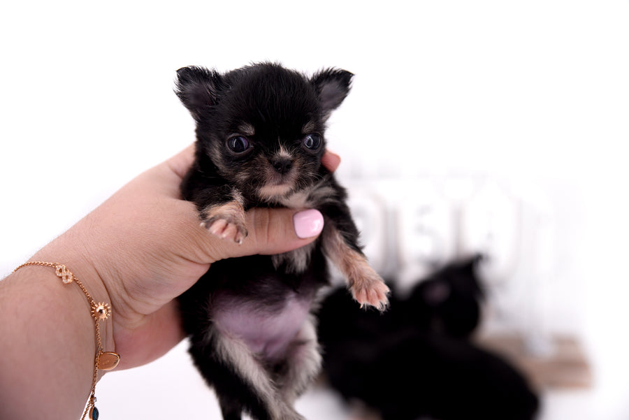 Carrie Micro Teacup LC Girl
