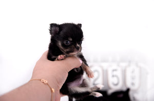 Carrie Micro Teacup LC Girl