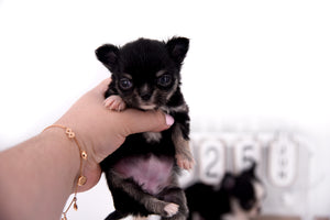 Micro Tricolor Camille