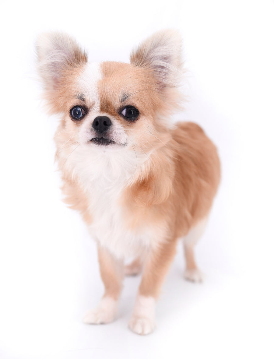 Bebe