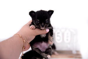 Micro Tricolor Camille