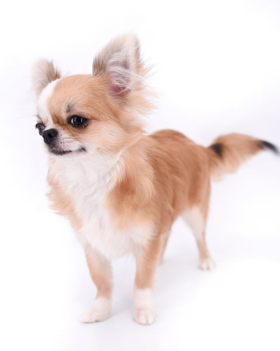 Bebe
