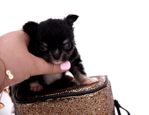 Micro Tricolor Camille