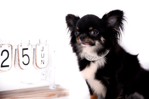 Birkin Doll  Extreme Short Muzzle Boy