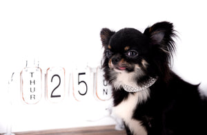 Birkin Doll  Extreme Short Muzzle Boy