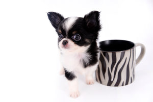 Smore Boy Just perfection