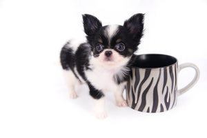 Smore Boy Just perfection