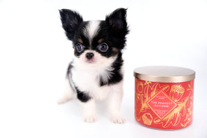 Smore Boy Just perfection