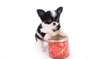 Smore Boy Just perfection